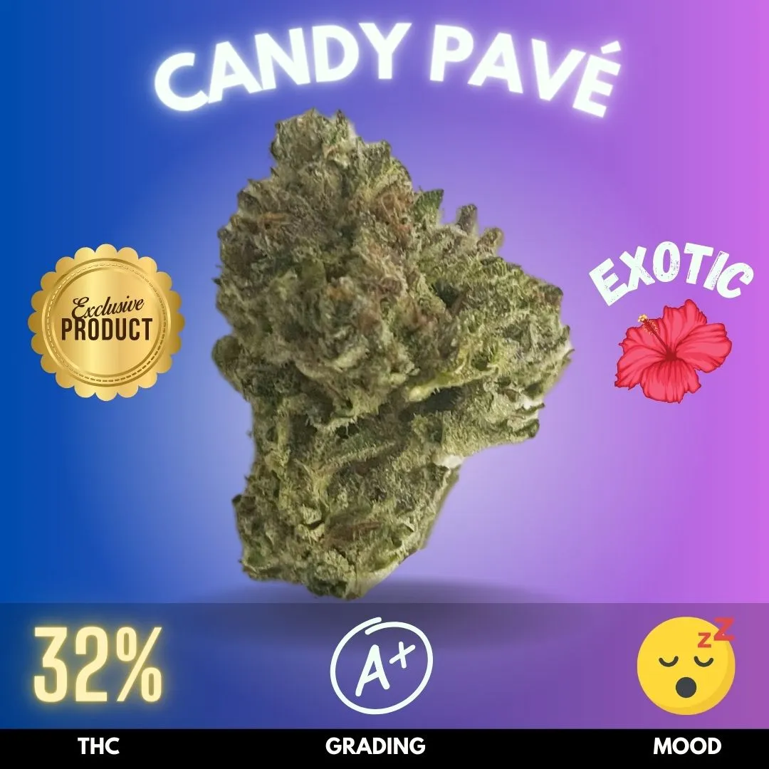 Candy Pavé Exotic Cannabis Strain Prikpot Thailand 5803