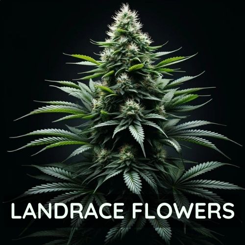 Landrace flowers native to Thailand sold online.